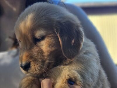 Pure bred golden retriever puppies
