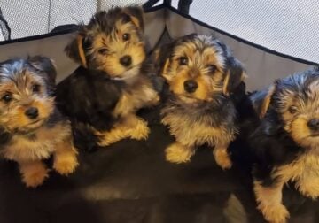 Yorkie Puppies for sale