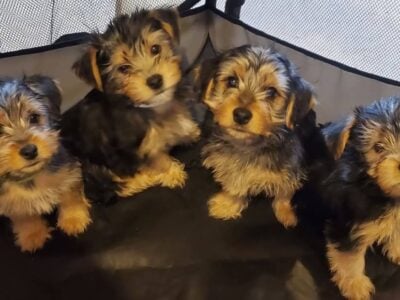 Yorkie Puppies for sale