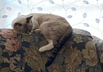Siamese Mix