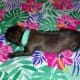 AKC Belgian Malinois Puppies