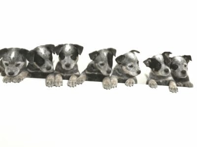 AKC Australian Cattle Dogs