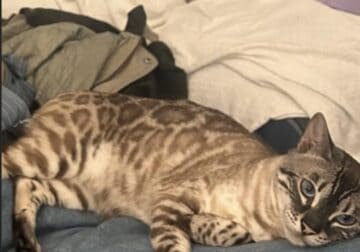 Beautiful Male Snow Bengal