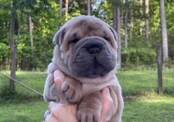 Blue and Cream Mini Shar Peis