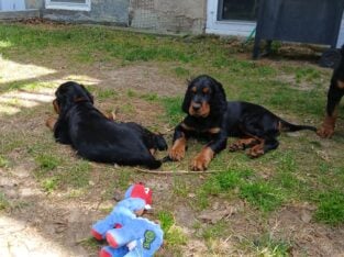 Gordon Setter Male pups available