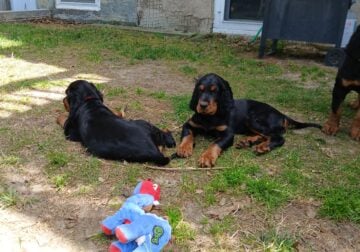 Gordon Setter Male pups available