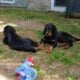 Gordon Setter Male pups available