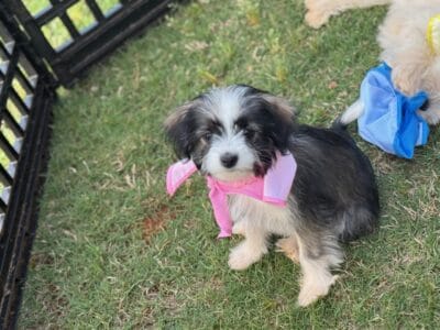 PUPPIES FOR SALE