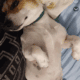 Chiwheenie 1yr old