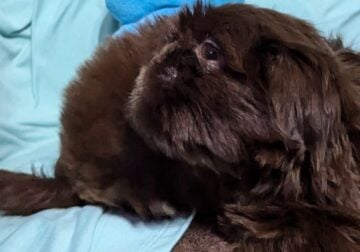 Shih Tzu Red Liver male
