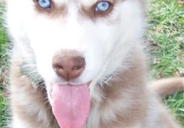 Beautiful Husky, very friendly, all shots, ok kid