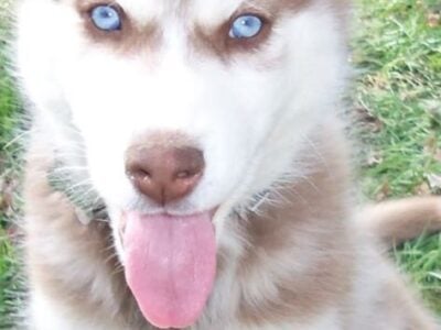 Beautiful Husky, very friendly, all shots, ok kid