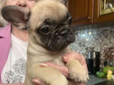 French Bulldog Puppies – 8 Weeks Old