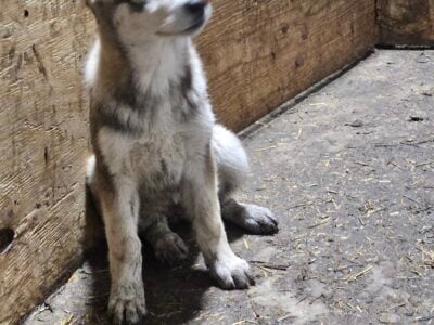 Shepsky