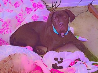 (AKC) Cane Corso