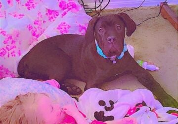 (AKC) Cane Corso