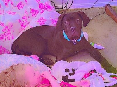 (AKC) Cane Corso