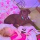 (AKC) Cane Corso