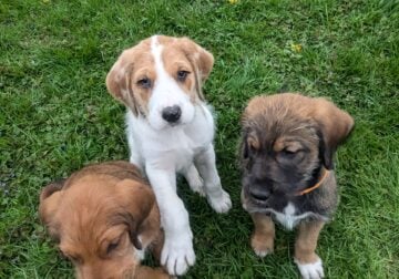 Great DaNoodle Puppies
