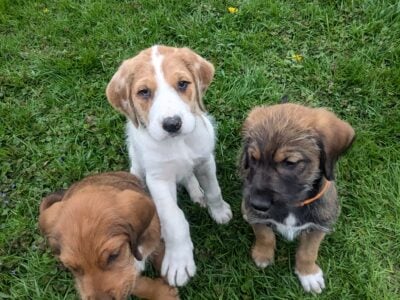Great DaNoodle Puppies