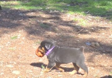 Rottweiler Puppies River Mt