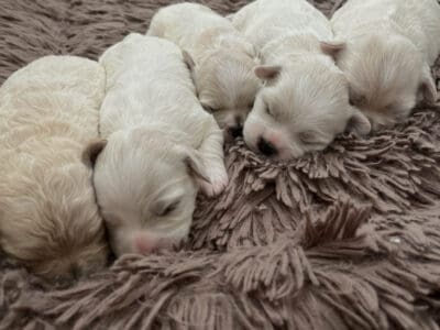 Beautiful Shih Poo puppies for sale!