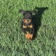 Top Quality German Doberman Puppy For Sale Now
