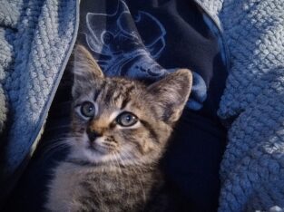 8wks old female kitten