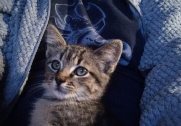 8wks old female kitten