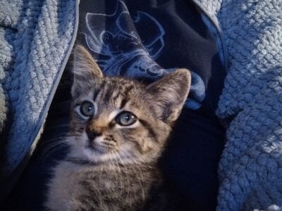 8wks old female kitten