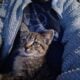 8wks old female kitten