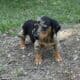 Dachshund Chihuahua mix 70/30