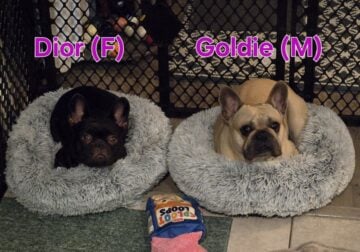 Breeding Pair Frenchies