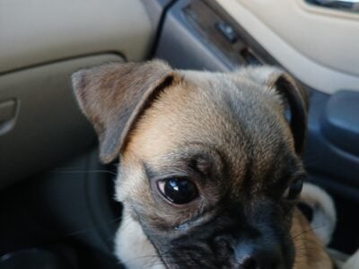 Pug mix puppy