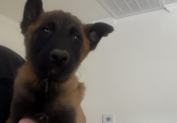 Belgian Malinois