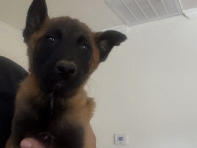 Belgian Malinois