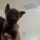 Belgian Malinois