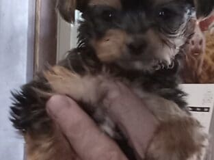 TEENA ~Registered APR T-Cup. Small & Dainty Girl