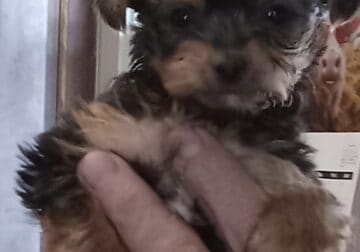TEENA ~Registered APR T-Cup. Small & Dainty Girl
