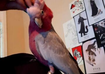 Neeko The Galah – Cockatoos