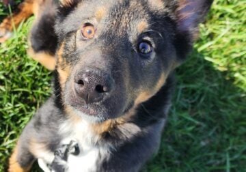 Rehoming a Lapponian Herder