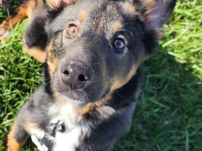 Rehoming a Lapponian Herder