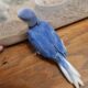 Indian Ringneck Male Clear-tail
