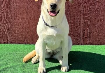 AKC Yellow Female Lab Puppy