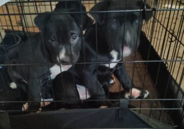 Baby puppies