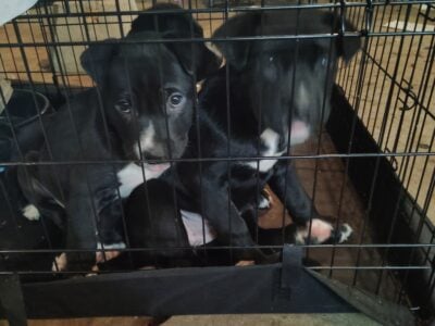 Baby puppies