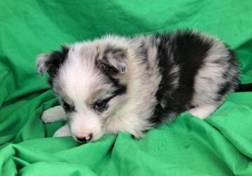 Border Collies puppies