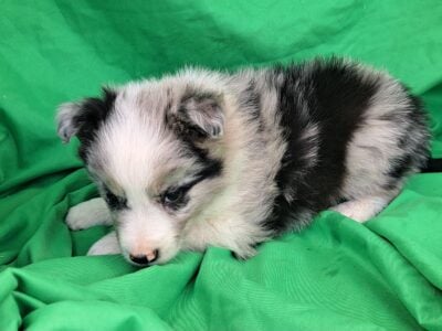 Border Collies puppies