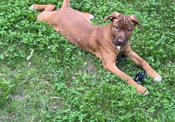 Cane Corso/Blue Nose Pittie Pup