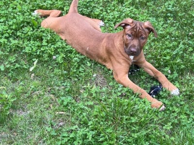 Cane Corso/Blue Nose Pittie Pup